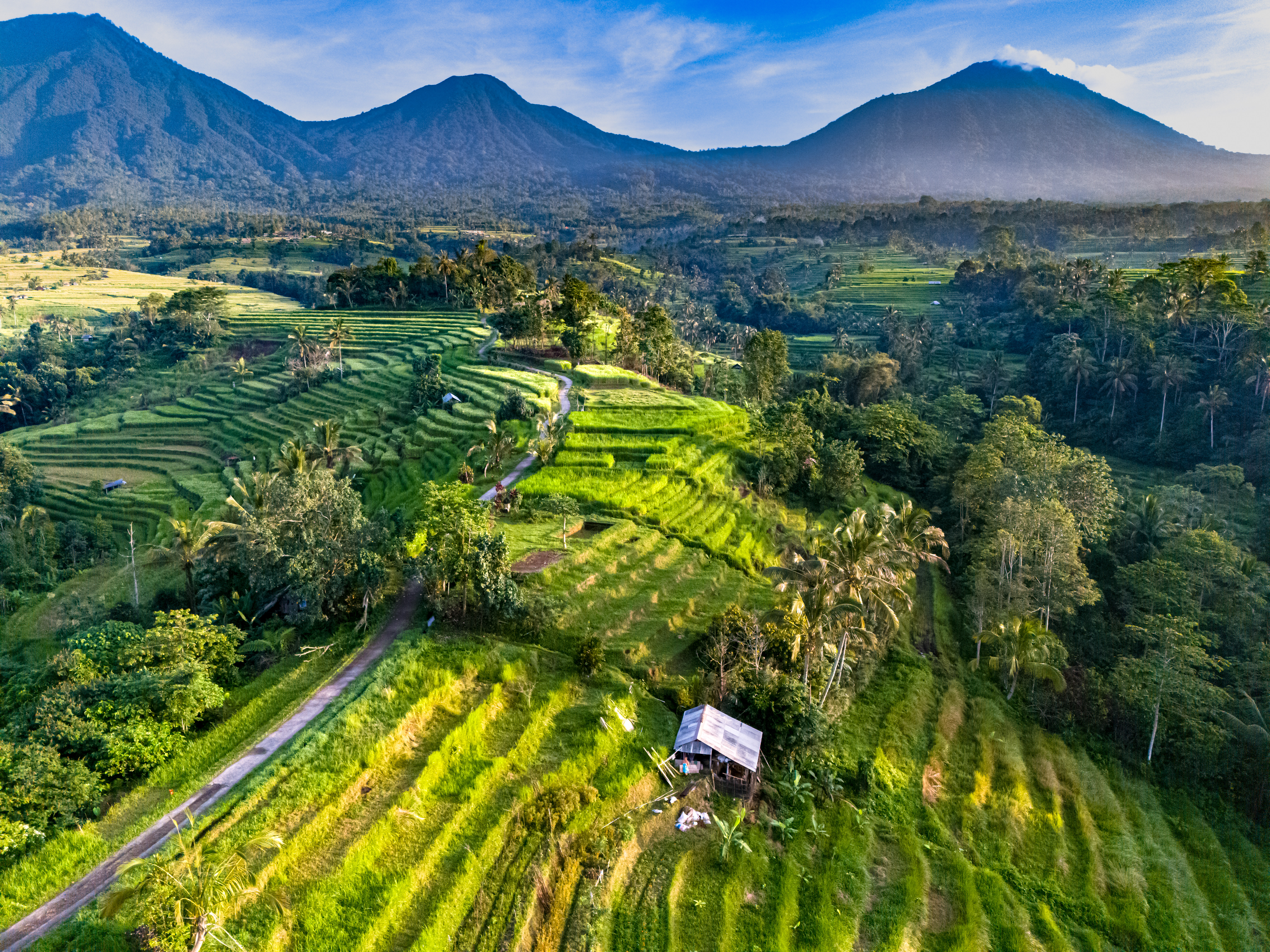 Jatiluwih Rice Terraces