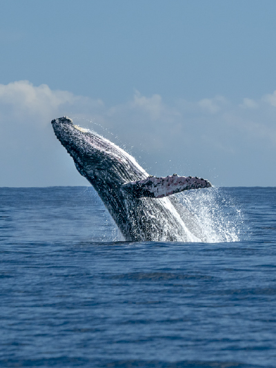 Mirissa and Whale Watching