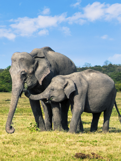 Udawalawe National Park