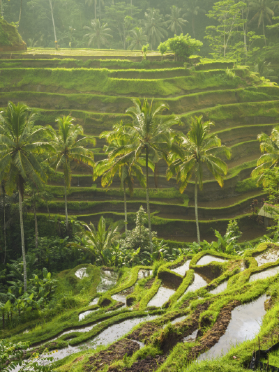 Tegallalang Rice Terrace