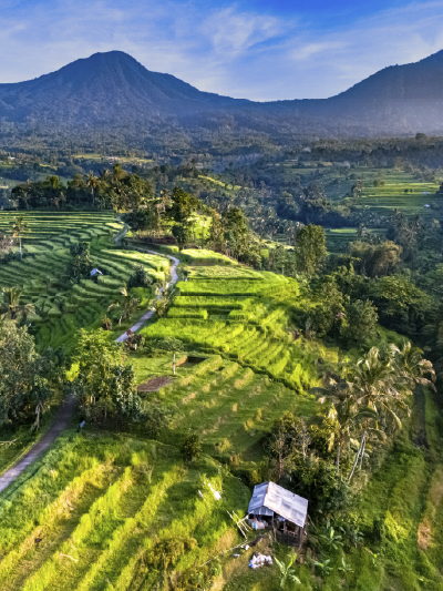 Jatiluwih Rice Terraces
