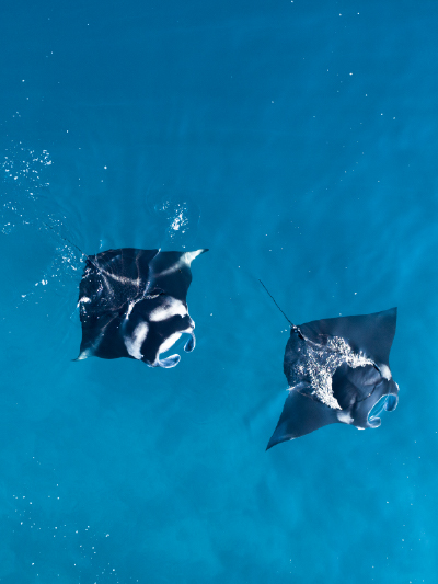 Hanifaru Bay, Baa Atoll