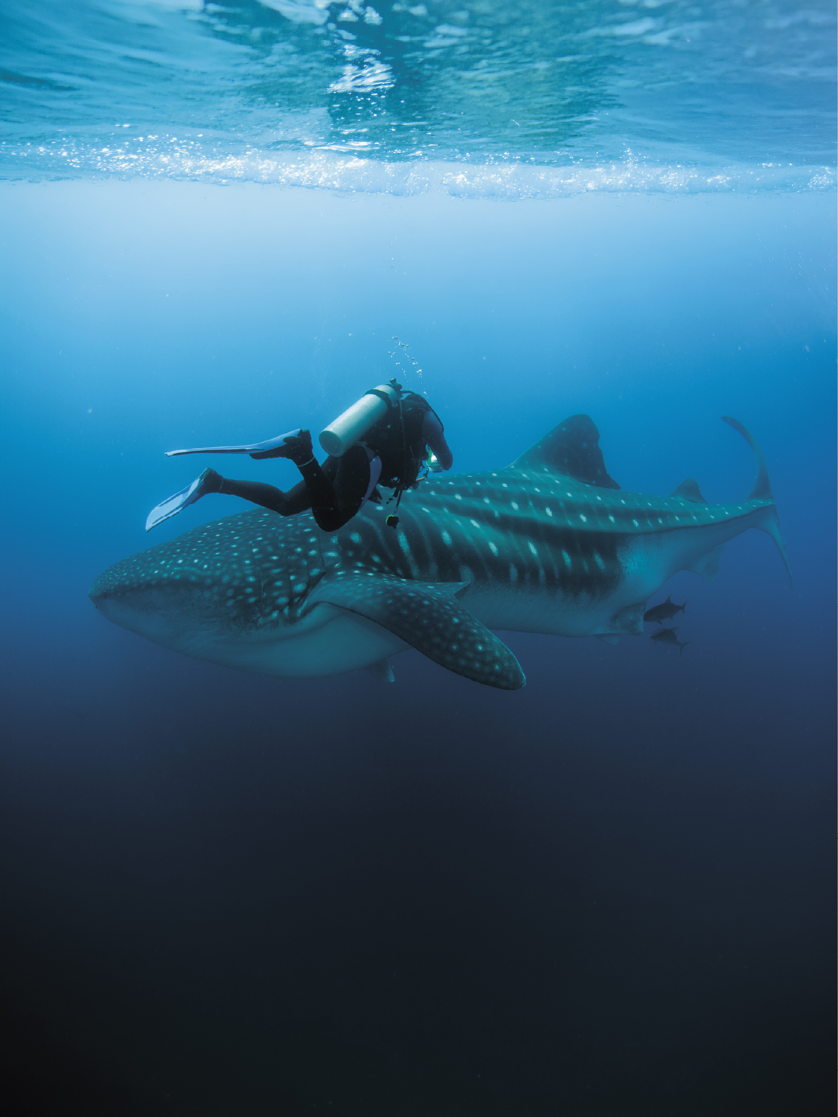 South Ari Marine Protected Area